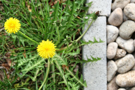 Why Weed Control Helps Your Lawn